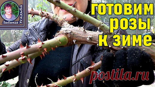 Подготовка роз к зиме ПОДРОБНО - сроки обрезки, обрезка , омоложение, окучивание | Любимая усадьба | Дзен