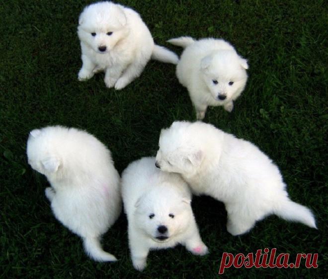 Фотографии самоедов, которые оставили отпечаток лапы на наших сердцах