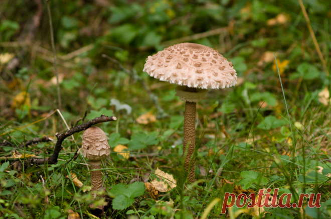 Съедобные зонтики. Отличные грибы, которые в России почти никто не собирает. Что достаточно знать о них | грибной критик | Яндекс Дзен