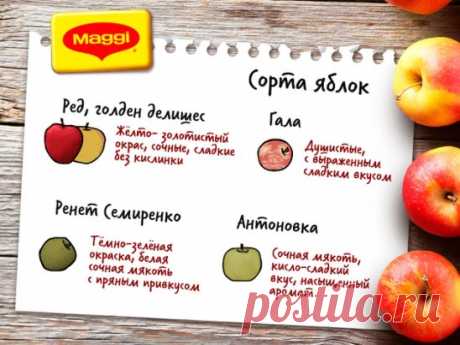 Сладкие или с кислинкой, мелкие или крупные, зелёные или красные — изучайте по нашей шпаргалке самые популярные сорта яблок и пишите в комментариях, какие любите вы!