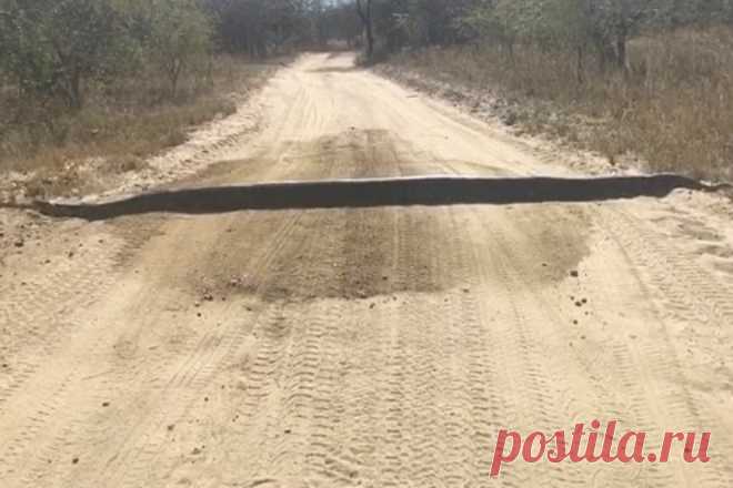 Водитель увидел перед собой бревно: он пригляделся и понял, что дорогу перегородил огромный питон