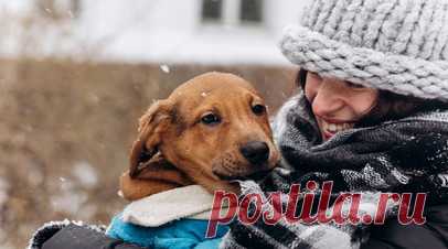 Ветврач Широкожухова: собака может мёрзнуть на прогулке из-за нетипичной линьки. Ветеринарный врач-терапевт Vetcity Clinic Маргарита Широкожухова назвала причины, по которым собака может мёрзнуть на прогулке. Читать далее