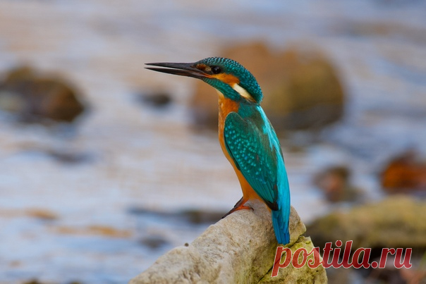 Автор: Вячеслав Заметня

Зимородок
Красная книга Ленинградской области.
Ленинградская область, Волосовский район.