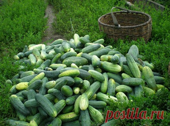 Белорусский метод посадки огурцов. За сезон собирают больше 600 кг плодов. | Роскошная фазенда | Яндекс Дзен