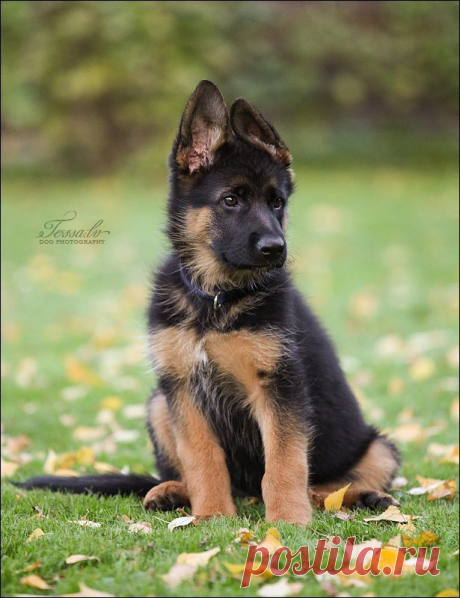 All about dogs