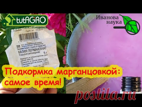 МОЩНАЯ ПОДКОРМКА НА ВЫЗРЕВАНИЕ ВЕТВЕЙ у роз, винограда, персика и других неженок. Марганцовка в саду
