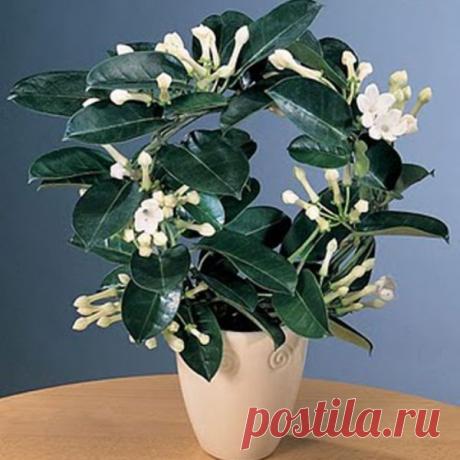 Комнатные цветы стефанотис