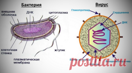 Как отличить вирусный насморк от бактериального: признаки вирусного насморка