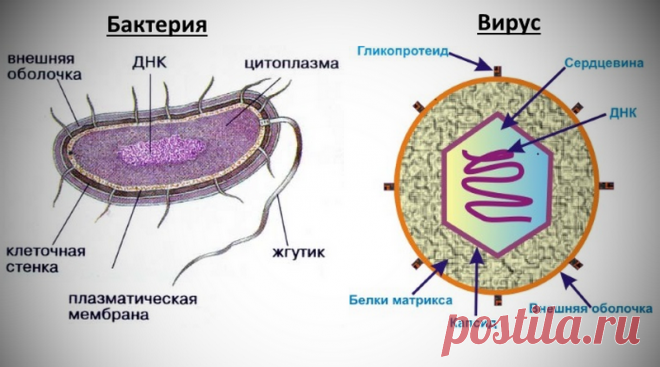 Как отличить вирусный насморк от бактериального: признаки вирусного насморка