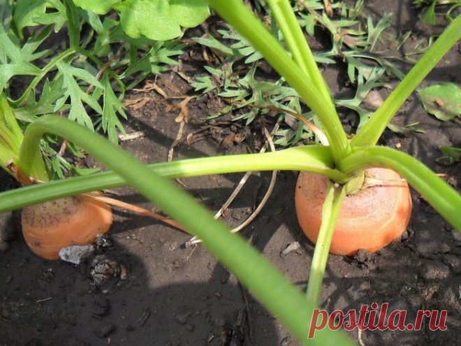 Как получить хороший урожай моркови.
