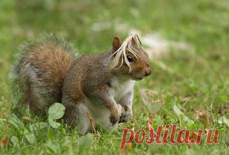 20 забавных фото животных с фотоконкурса «Самых смешных фотографии дикой природы 2018»