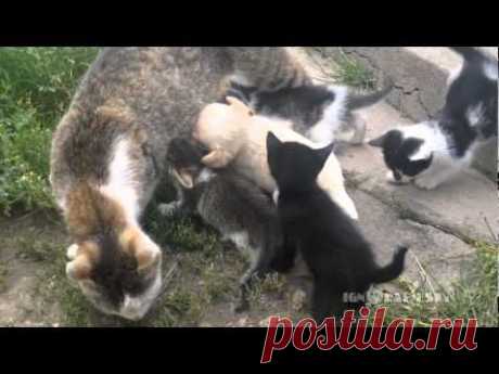 Puppy: i need your milk! / Щенок хочет молока