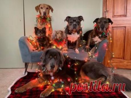 Животные, которые заставят вас прочувствовать атмосферу праздника уже сейчас Новый год и Рождество уже не за горами. Однако декабрь — месяц трудный, поэтому предпраздничная суета приносит удовольствие далеко не всем. К счастью, рядом с нами всегда есть наши питомцы.