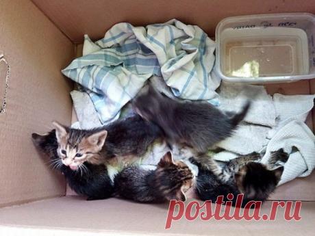 ЛЮДЕЙ НЕ ЖАЛКО
Моя соседка пошла выбрасывать мусор и услышала писк. Заглянула в бак — а там три крошечных котенка. Глазки голубые — только открылись.
Вытащила, отнесла домой. Стала их из соски кормить, выхаживать. В первый день вроде ничего были котята, а потом разболелись.
Понесла в клинику. Врач сказал, сильно простужены. Уколы делали, таблетки. Соседка — человек небогатый, из-за кризиса работу