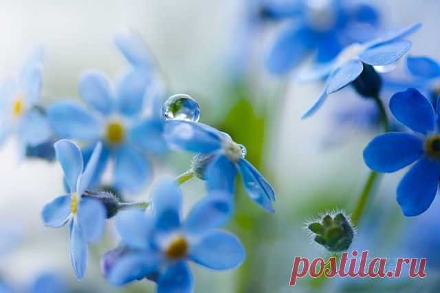 Цветы на рассвете