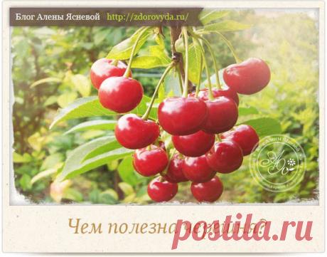 Чем полезна черешня - целебные свойства ягоды для нашего здоровья