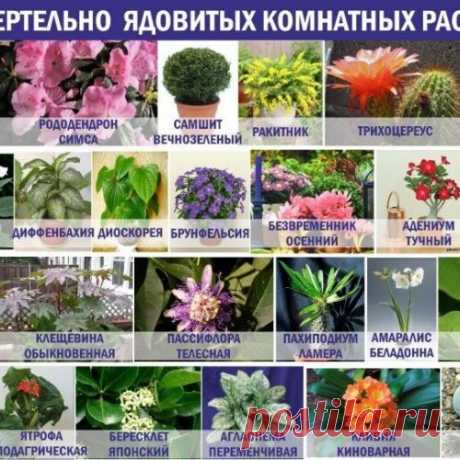 25 смертельно опасных комнатных растений