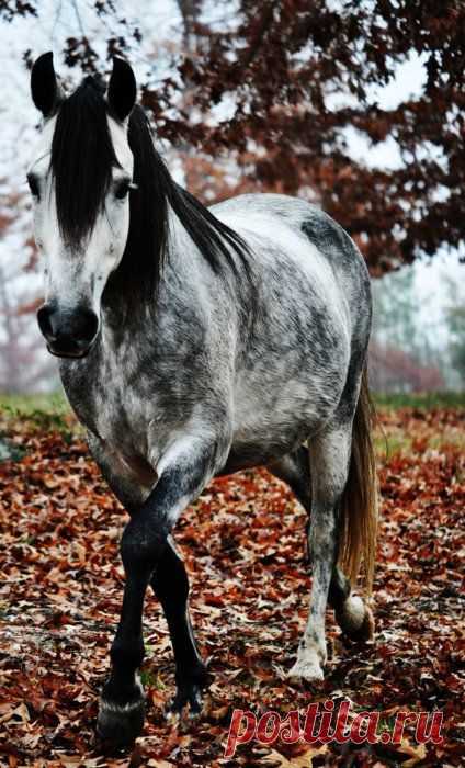 Horses ♥ – Сообщество – Google+