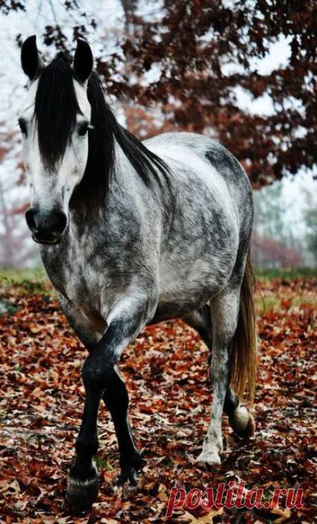 Horses ♥ – Сообщество – Google+