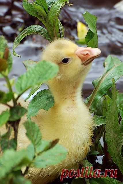 Anne Lyall приколол(а) это к доске Swan lake and duck pond