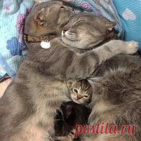 СЕМЕЙНЫЙ ПОРТРЕТ