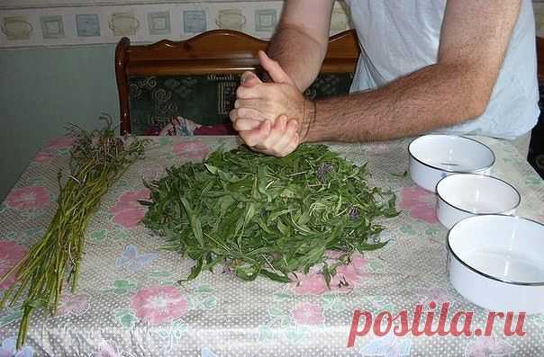 Заготовка Иван-чая. Личный опыт из поселения