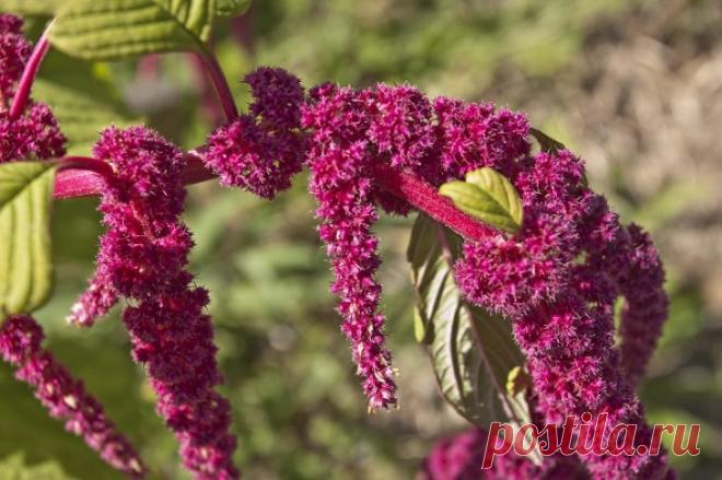 Амарант — настоящий хлеб славян! Вот почему Петр I жестоко запретил выращивать амарант.
Как непостижимо прекрасна и загадочна природа! Смотришь на растение, думаешь, что это сорняк, а оказывается… Щирица, бархатник, аксамитник, петушиные гребешки, кошачий хвост, лисий хвост — названий у этого красавца предостаточно. Привычный для глаза любого дачника-огородника цветок амарант хранит величайшую...
Читай пост далее на сайте. Жми ⏫ссылку выше