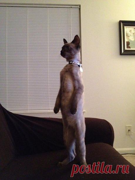 Смотри самые смешные картинки на SheepTime.ru - Страница 9