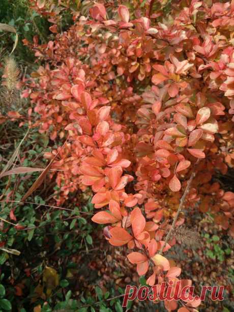 Барбарис Тунберга &quot;Дьяболикум&quot; (Berberis thunbergii &quot;Diabolicum&quot;) осенью