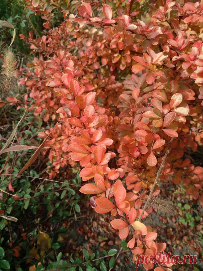Барбарис Тунберга "Дьяболикум" (Berberis thunbergii "Diabolicum") осенью