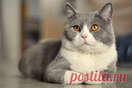 Кошка Silver / Unitedcats