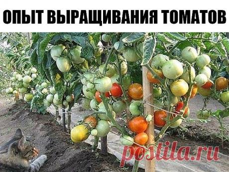 ОПЫТ ВЫРАЩИВАНИЯ ТОМАТОВ ОТ ОДНОЙ ОГОРОДНИЦЫ

Сохраните, чтобы не потерять!

Мои СЕКРЕТЫ:

Люблю высокорослые сорта томатов. 

Я сажаю по 2 растения, выравнивая верхушки , соединив стебли вместе.

Они друг друга поддерживают.

Сажаю в траншейки, что бы полив достиг не на 3 см, а пролить глубиной 30 — 35 см. Тогда корневая система будет формироваться на такой глубине, и не будет подвержена весенним похолоданиям и летней жаре. в верхнем слое почвы. Ведь болезни томатов, в ос...
