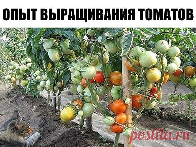 ОПЫТ ВЫРАЩИВАНИЯ ТОМАТОВ ОТ ОДНОЙ ОГОРОДНИЦЫ

Сохраните, чтобы не потерять!

Мои СЕКРЕТЫ:

Люблю высокорослые сорта томатов. 

Я сажаю по 2 растения, выравнивая верхушки , соединив стебли вместе.

Они друг друга поддерживают.

Сажаю в траншейки, что бы полив достиг не на 3 см, а пролить глубиной 30 — 35 см. Тогда корневая система будет формироваться на такой глубине, и не будет подвержена весенним похолоданиям и летней жаре. в верхнем слое почвы. Ведь болезни томатов, в ос...