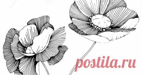 Wildflowers Drawing Vector 6C2