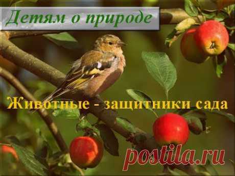 Детям о насекомых. Полезные насекомые в саду - YouTube
