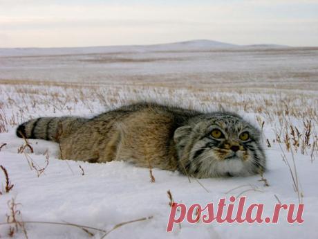 Манул: степной отшельник — National Geographic Россия