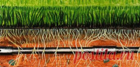 Корневой капельный полив своими руками.