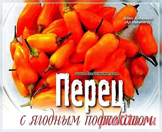 Перец ягодный (фото) сорта, посадка и уход | Сайт о саде, даче и комнатных растениях.