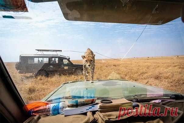 Любопытный гепард Фотограф Бобби-Джо Клоу (Bobby-Jo Clow) прогуливалась во время сафари в Национальном парке Серенгети в Танзании, когда юный гепард взобрался на ее Landrover.