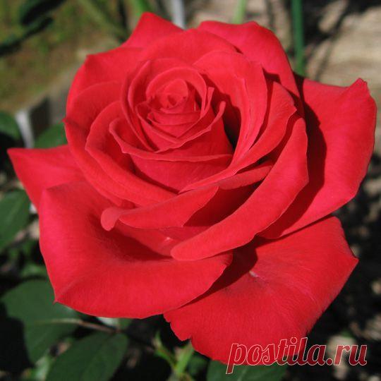 Красивые цветы, розы картинки (57 фото) видео