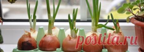 Как вырастить лук на подоконнике в воде