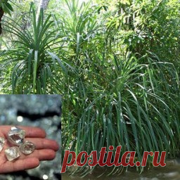 Растение, которое растет только около бриллиантов Наверно, излишним было бы сказать, что бриллианты пользуются постоянным огромным спросом во всем мире. Поиск новых месторождений алмазов часто бывает проблематичен, но одно растение под названием Pandanus candelabrum может указывать на вероятность их наличия поблизости.Пальмоподобное...