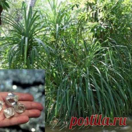 Растение, которое растет только около бриллиантов Наверно, излишним было бы сказать, что бриллианты пользуются постоянным огромным спросом во всем мире. Поиск новых месторождений алмазов часто бывает проблематичен, но одно растение под названием Pandanus candelabrum может указывать на вероятность их наличия поблизости.Пальмоподобное...