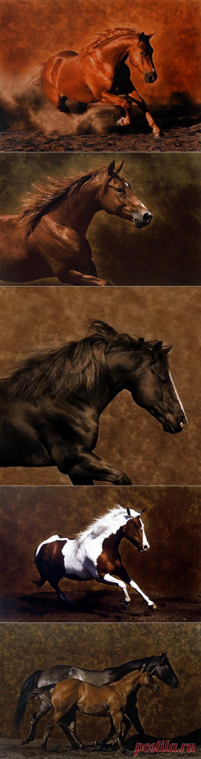Красивые фотографии лошадей | Newpix.ru - позитивный интернет-журнал