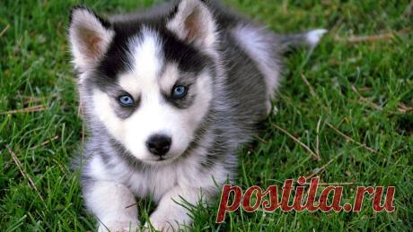 Husky-puppy-wallpaper-1366x768.jpg (1366×768)