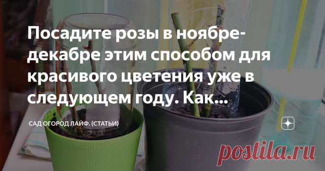 Посадите розы в ноябре-декабре этим способом для красивого цветения уже в следующем году. Как размножить розы черенками дома? быстрый способ Черенкование роз это самый лучший и простой способ размножить королеву цветов. Я имею в этом деле хороший практический опыт и помогу избежать новичкам ошибки, которые обычно приводят к потере черенков.  Какие розы можно так размножить? Данным способом можно размножить почти все виды садовых роз, но лучше всего укореняются черенки поли...