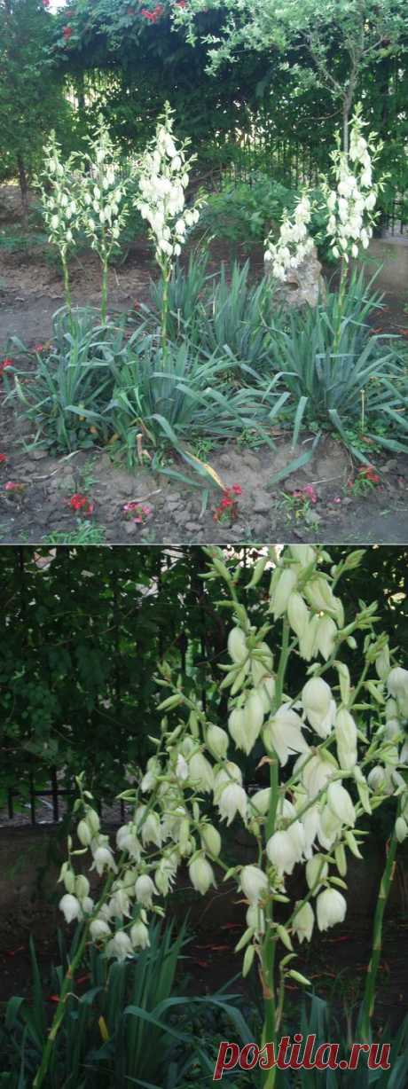 Мой сад. Юкка нитчатая