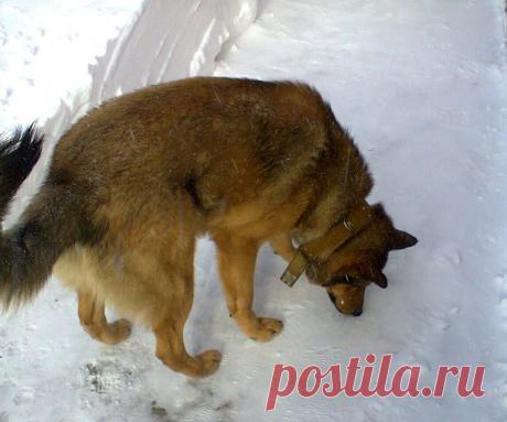 Точно, кот здесь прошел.