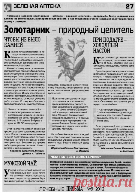 Золотарник - природный целитель