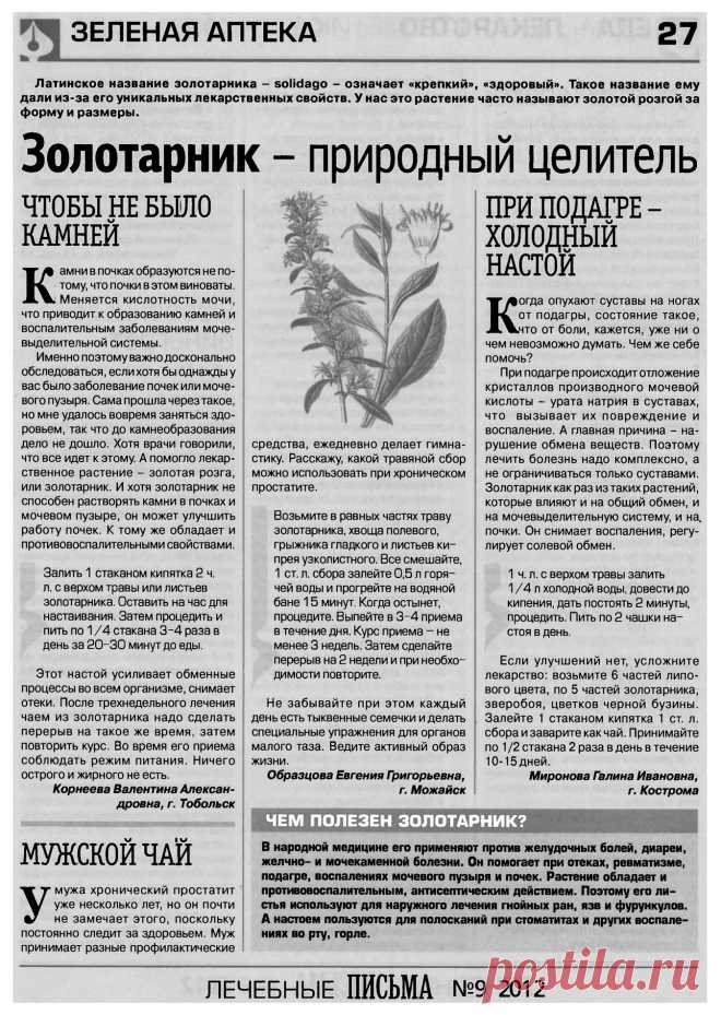 Золотарник - природный целитель